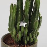 Cosplay Birds of Prey Harley Quinn Necklace Earring Suicide Squad Harley Quinn Accessories Costume Halloween Party Prop - bfjcosplayer